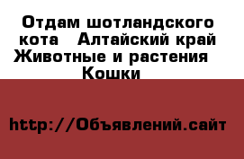 Отдам шотландского кота - Алтайский край Животные и растения » Кошки   